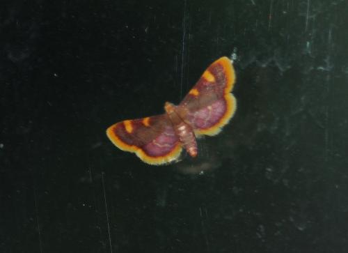 Réf. 304 021 : Hypsopygia costalis